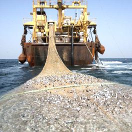 Fermiamo la pesca illegale, stop allo strascico!