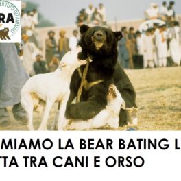 FERMIAMO LA BEAR BATING LA LOTTA TRA CANI E ORSO