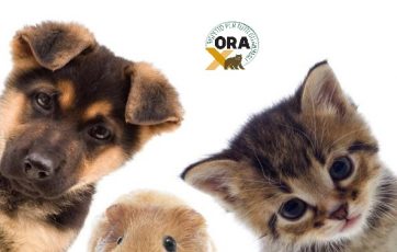 Dichiarazione dei diritti degli animali