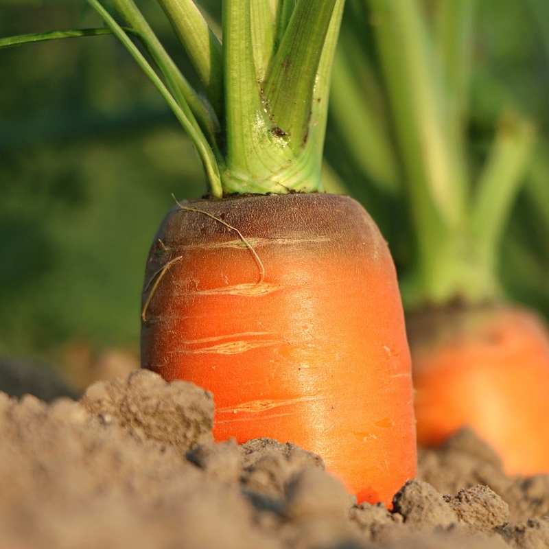 Adotta un filare di carote